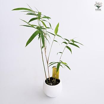 【夏休み】行ったつもりで北海道みやげ『竹根に佇む竹製のオジロワシ』☆超絶技巧☆ hq720.jpg?sqp=-